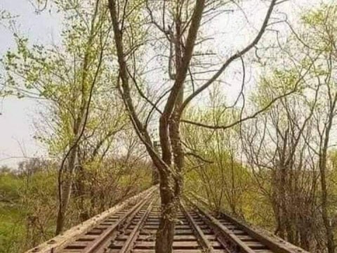 Daha bir erməni izi: Bakı-Naxçıvan dəmir yolunda ağac bitib - FOTO