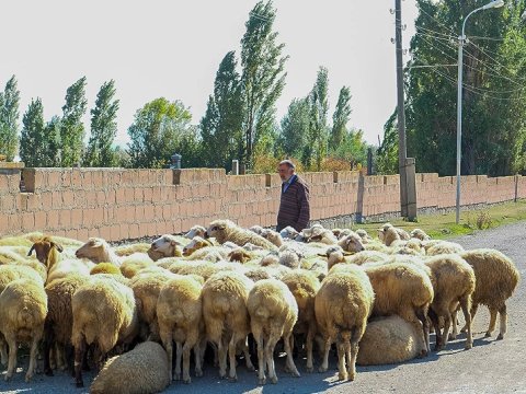 Hərbçilərimiz 106 baş qoyunu ermənilərə qaytardı  