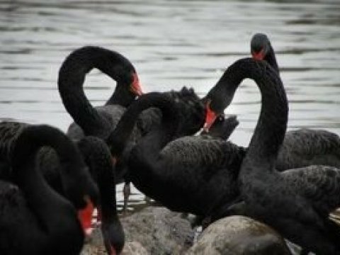 Durnalar Şimali Koreyanı aclıqdan xilas edəcək
