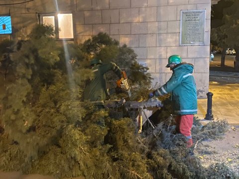 Bakıda 70-dən çox ağac aşıb  