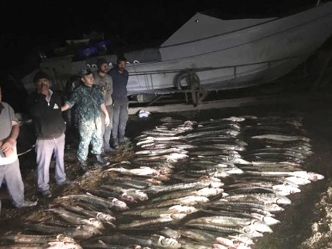 114 kq Nərə ovlayan 20 nəfər SAXLANILDI