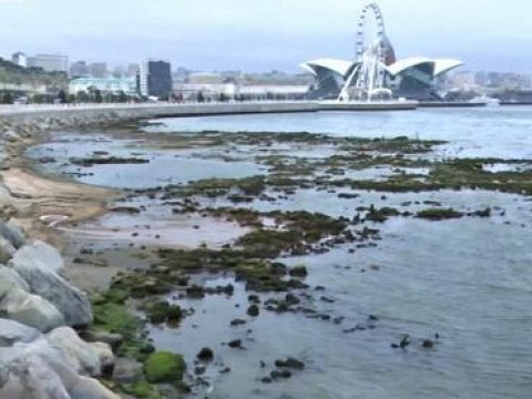 Xəzərin canlıları məhv olur - Balıqlar da kürü qoymurlar