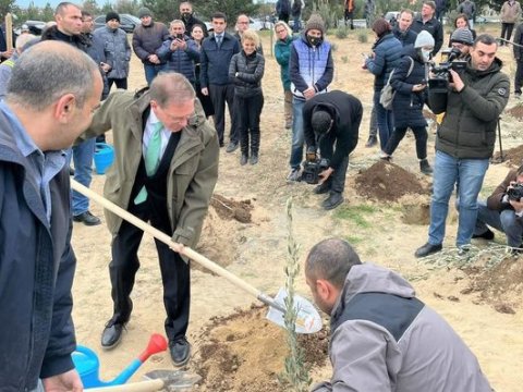 ABŞ səfirliyi azərbaycanlı əməkdaşlarının şərəfinə zeytun ağacları əkdi - FOTO