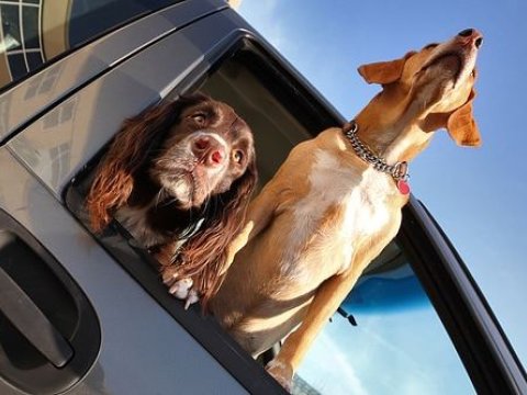 Yol polisindən heyvanlarla bağlı XƏBƏRDARLIQ