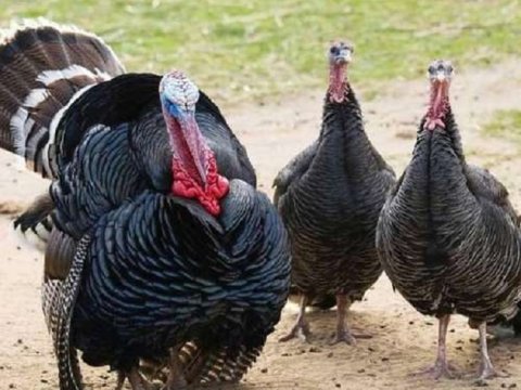 Azərbaycanda “hinduşka festivalı” keçirilir