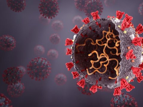 Gürcüstanda virus mənzərəsi