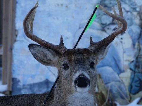 Marallarda koronavirus aşkarlandı