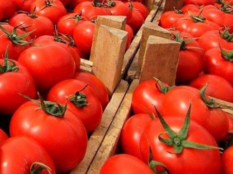 Rusiyadan daha 12 müəssisəyə pomidor idxalına icazə