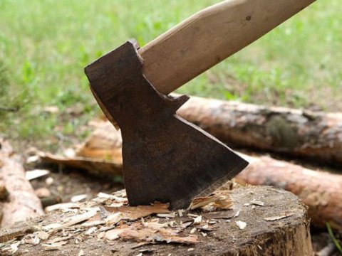 Ağacları kəsən şəxs cəzalandırıldı