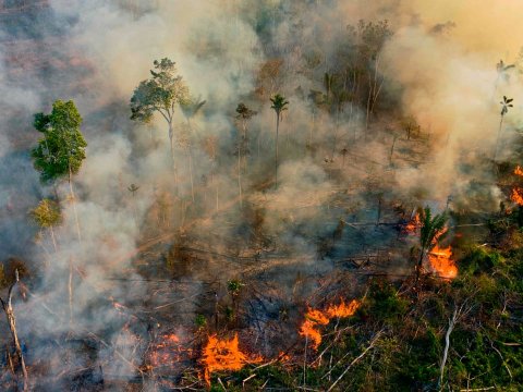 Braziliyadakı meşə yanğınlarında 17 milyon heyvan ölüb