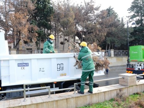 Bakıda qurumuş ağaclar utilizasiya edilir - FOTOLAR