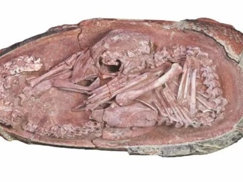 Çində dinozavr embrionu tapılıb