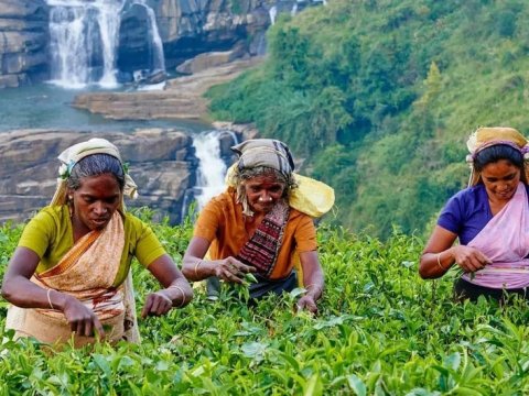 Şri-Lanka İranın borcunu çayla ödəməyi planlaşdırır