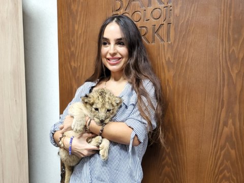 Bakı Zooparkında şir balası DOĞULDU