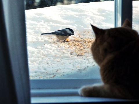 Fişənglərin səsindən 400-dən çox ev heyvanı öldü