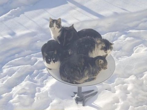 Pişiklər İlon Maskın peyk internetini xarab etdilər