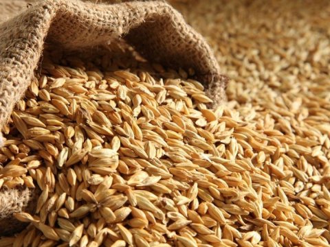 Arpanın faydaları buğdadan ÇOXDUR