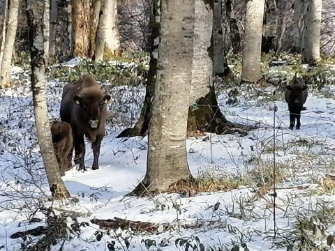 Milli parklara səfər edən turistlərin SAYI