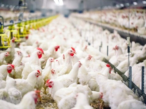 Portuqaliyadan quş ətinin idxalına qadağa qoyuldu