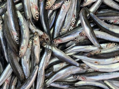 Kilkə balığı - həm ucuz, həm də çox faydalı - Tövsiyə