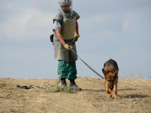 Minaaxtaran itlərin idxalı vergidən azad edildi