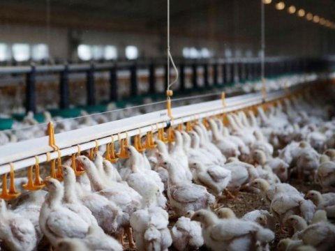 Quşçuluq məhsullarının idxalı məhdudlaşdırıldı