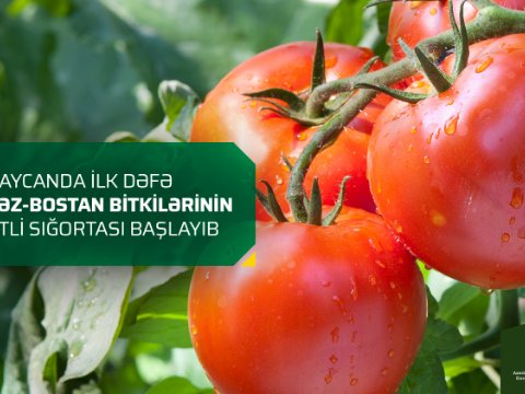 İlk dəfə bu bitkilərin güzəştli sığortası başlayıb