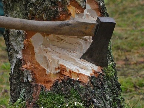 Tikinti şirkəti 35 min manatlıq ağac kəsdi