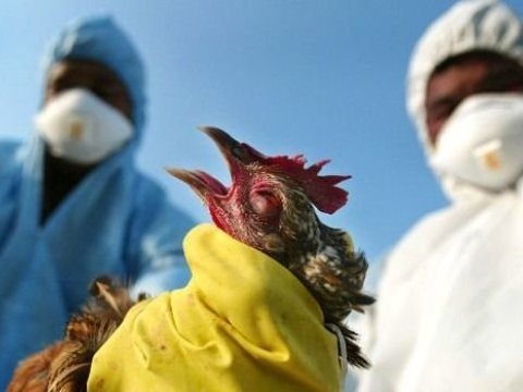 Cənubi Koreyada quş qripi aşkarlandı