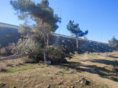 Ağacların kəsilməsi araşdırılır