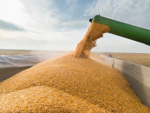 Taxıl gömrük rüsumundan AZAD EDİLDİ