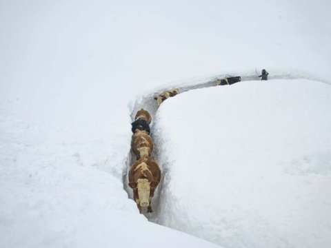 Güclü qar fermerlərin işini çətinləşdirdi