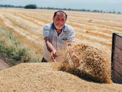 Dünyanın əsas taxıl istehsalçıları - Rusiya ilk sırada deyil