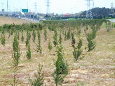 Bayram günlərində 40 mindən çox ağac əkilib