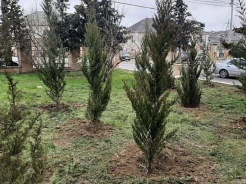 Azərbaycanda daha çox bu ağaclar əkilir