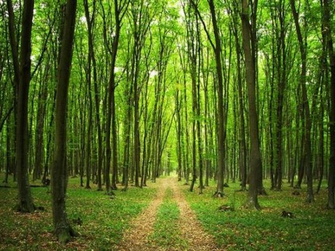 Ölkəmizdə adambaşına düşən yaşıllıq 4 dəfə azdır