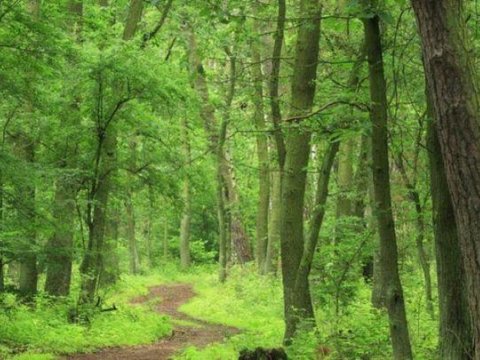 Azərbaycanda Tuqay meşələri bərpa ediləcək