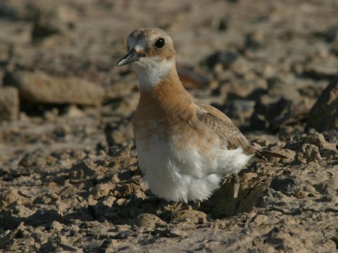 Azərbaycanda qışlayan quşların SAYI