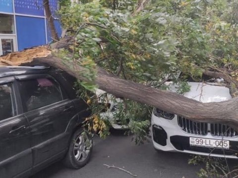 Bakıda küləkdən 27 ağac sınıb