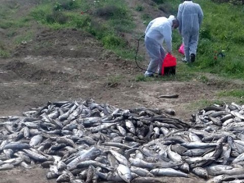 Qanunsuz balıq ovlayanlar cəzalandırıldı