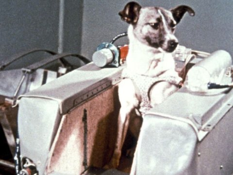 Qaqarini kosmosda qabaqlayan LAYKA - SSRİ-nin YALANI