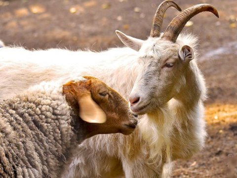 Azərbaycanda qoyun və keçilər azalıb