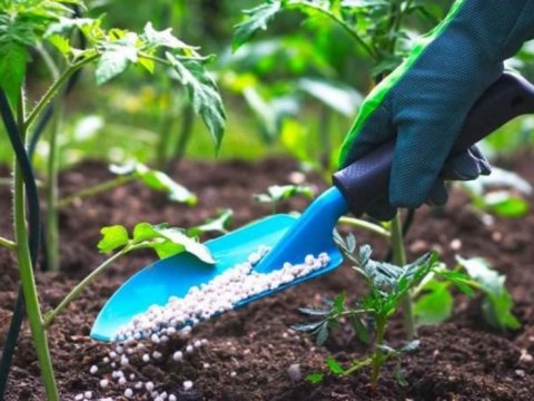 Gübrə idxalı kəskin azalıb