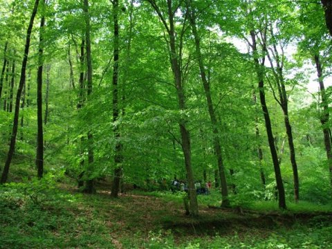 Meşələr səmərəsiz idarə edilib - PALATA