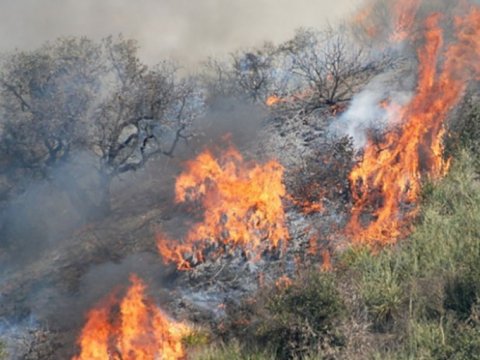Meşə yanğınları ən çox dağlıq ərazilərdə olur