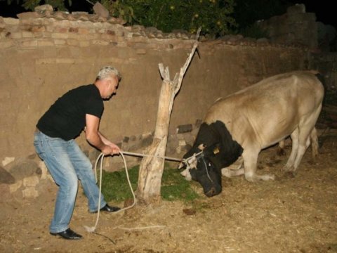 Neftçalada bədbəxt HADİSƏ - İnək sahibini öldürdü