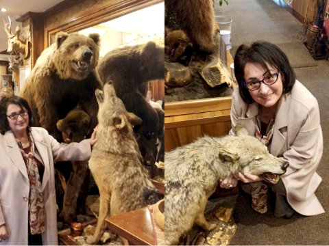 Niyə Boz Qurda tapındıq...