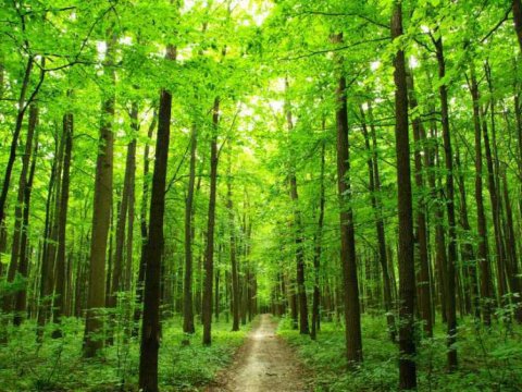 Milli Meşə proqramı hazırlanıb