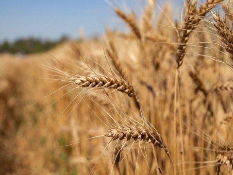 Taxılla bağlı təcili ÇAĞIRIŞ – “Vəziyyət daha pis olacaq”