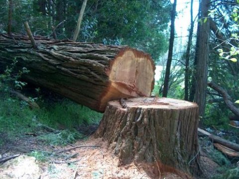 Bakıda ağacların kəsilməsi faktı araşdırıldı